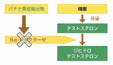 メカニズムと作用機序②