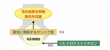 毛髪に対する機能性